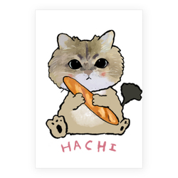 hachi