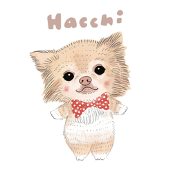 hacchi