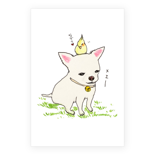 ぽむ（ゆきちゃん）