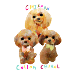 CHIFFON COLLON CHIROL